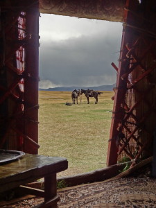 voyage solidaire au Kirghizstan - chevaux