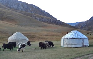 Voyage au Kirghizstan - troupeau