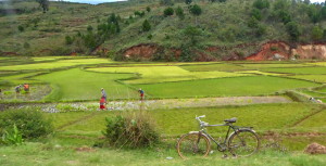 Dates de départ - voyage utile à Madagascar - rizières
