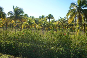 Tourisme solidaire à l'Est de Cuba