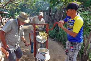 DSC05020 Cuba - Mota (Pressage de la Canne à Sucre)